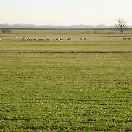 Sturmmoewe Mueggenburg Zingst