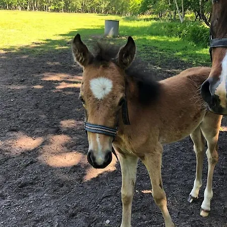 Sturmmoewe Mueggenburg