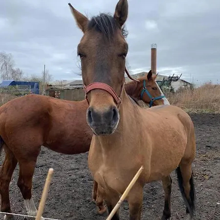 Sturmmoewe Mueggenburg Appartement Zingst